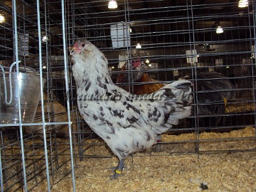 SC District 2014 BV AOV Splash Pullet